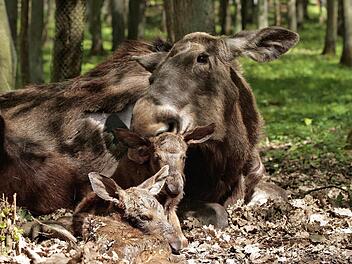 Der Wildpark in Schweinfurt musste aufgrund der 2G-Plus-Regel vorübergehend schließen. Jetzt macht er wieder auf.