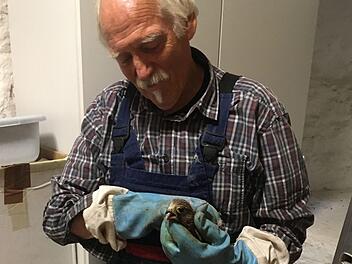 Hellmut Petsch hat den Turmfalken aus seiner misslichen Situation befreit. Wenig später entließ er ihn in die Freiheit. Foto: Stefan Sluzar