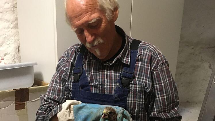 Hellmut Petsch hat den Turmfalken aus seiner misslichen Situation befreit. Wenig später entließ er ihn in die Freiheit. Foto: Stefan Sluzar