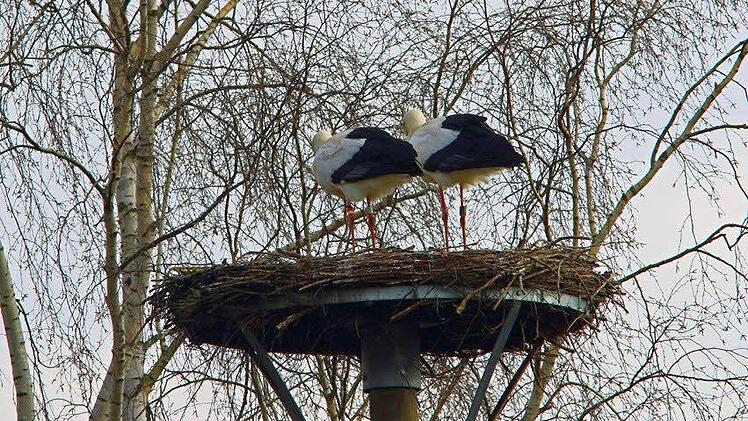 Störche in Scherneck Foto: Hans-Peter Schönecker