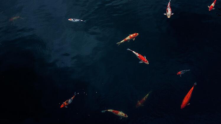 Fische im Teich