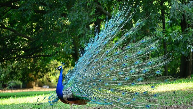 Ein Pfau