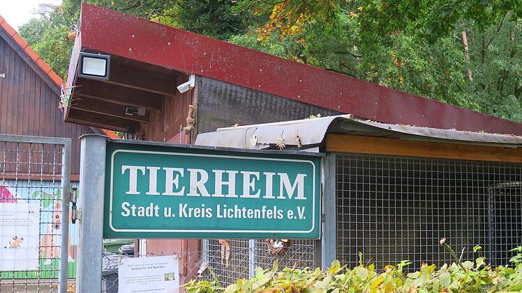 Das Tierheim Lichtenfels beherbergt derzeit etwa vierzig Katzen.