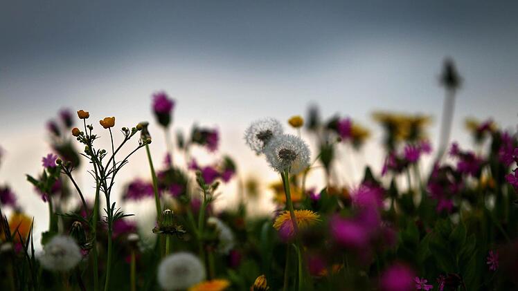 Regenwolken ziehen am 29.04.2014 über eine Blumenwiese bei Rieder (Bayern). Foto: Karl-Josef Hildenbrand/dpa