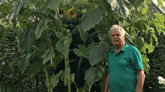 Sommer-Giganten: Riesige Sonnenblumen