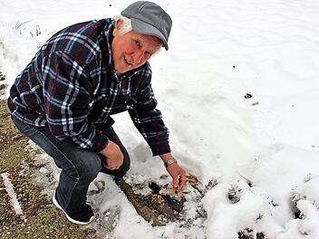 Am gleichen Standort hat Krautblatter in dieser Saison bereits die dritte Generation von Austernpilzen gefunden. Unter dem tiefen Schnee allerdings nur noch Reste. Sie werden wiederkommen, sobald die Temperaturen steigen, weiß der Experte.