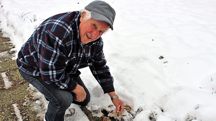 Am gleichen Standort hat Krautblatter in dieser Saison bereits die dritte Generation von Austernpilzen gefunden. Unter dem tiefen Schnee allerdings nur noch Reste. Sie werden wiederkommen, sobald die Temperaturen steigen, weiß der Experte.