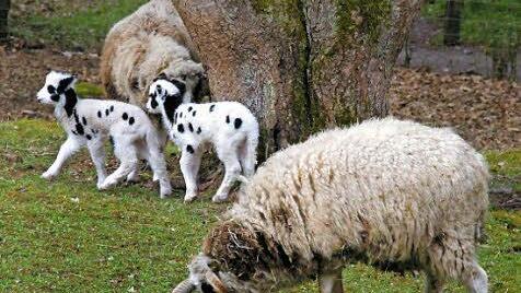 Nachwuchs gab es bereits bei den Vierhornschafen.