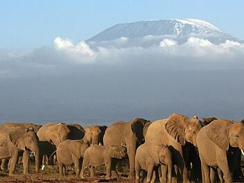 Eine Elefantenherde vor dem Kilimanjaro. Günther Schneider
