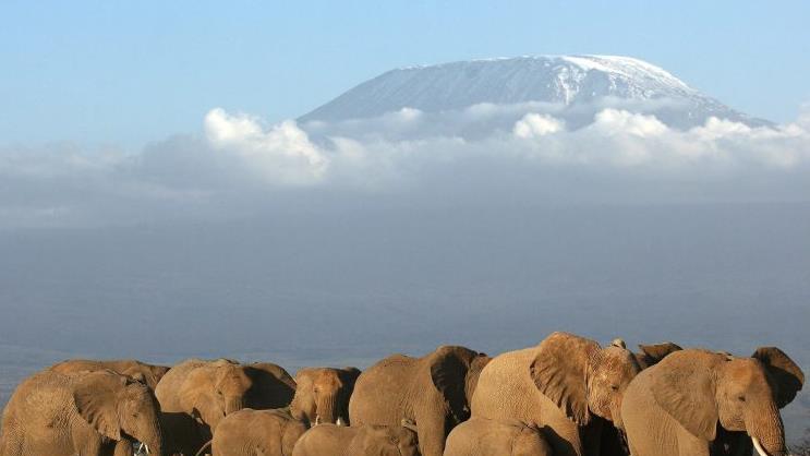 Eine Elefantenherde vor dem Kilimanjaro. Günther Schneider