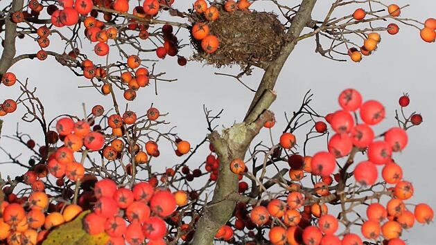 Ein Apfeldorn mit Fruchtbehang und Vogelnest. Foto: Jupp Schr&ouml;der
