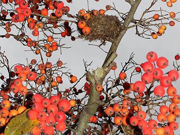 Ein Apfeldorn mit Fruchtbehang und Vogelnest. Foto: Jupp Schröder