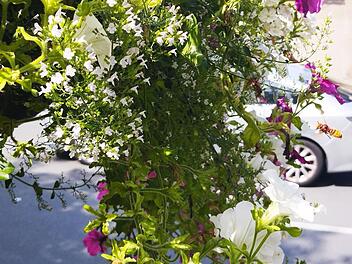 Stein: Farbenfrohe Blumenk&auml;sten an Laternen leisten Beitrag zum Umweltschutz