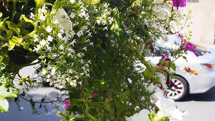 Stein: Farbenfrohe Blumenk&auml;sten an Laternen leisten Beitrag zum Umweltschutz