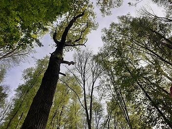 UKW an "FOREST-Studie" beteiligt: Virtuelles Waldbaden bei Fatigue und Depression