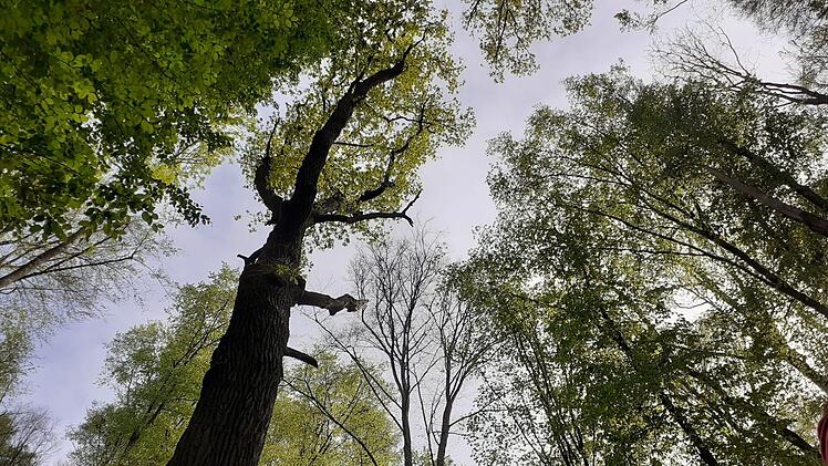 UKW an "FOREST-Studie" beteiligt: Virtuelles Waldbaden bei Fatigue und Depression