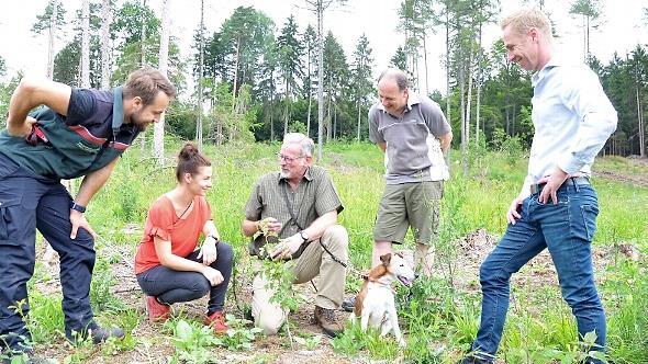 Frank Wystrach (Mitte) zeigt eine junge Elsbeere (von links): Moritz Bergen, Alexandra Merz, Holger Truckenbrodt und Bernd Höfer.