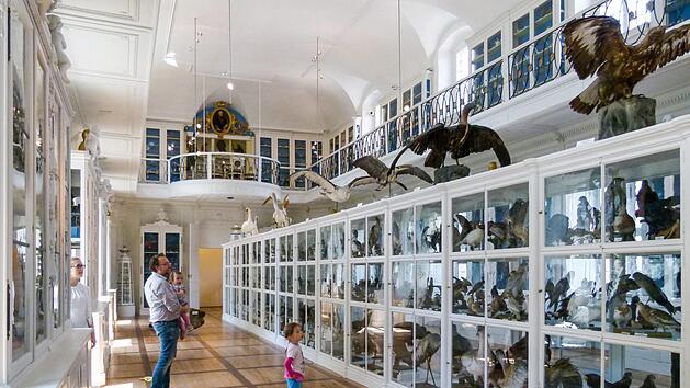 Wie alle Schauräume der Bamberger Museen muss auch der berühmte Vogelsaal im Naturkundemuseum auf unbestimmte Zeit geschlossen bleiben. Unser Bild entstand 2018.