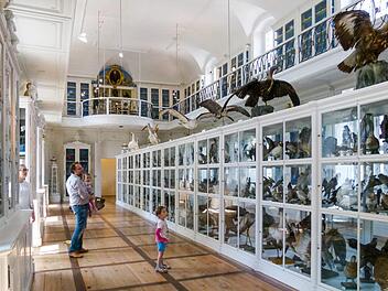 Wie alle Schauräume der Bamberger Museen muss auch der berühmte Vogelsaal im Naturkundemuseum auf unbestimmte Zeit geschlossen bleiben. Unser Bild entstand 2018.