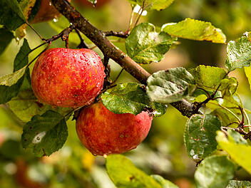 Zwei rote &Auml;pfel am Baum, Roter Boskop