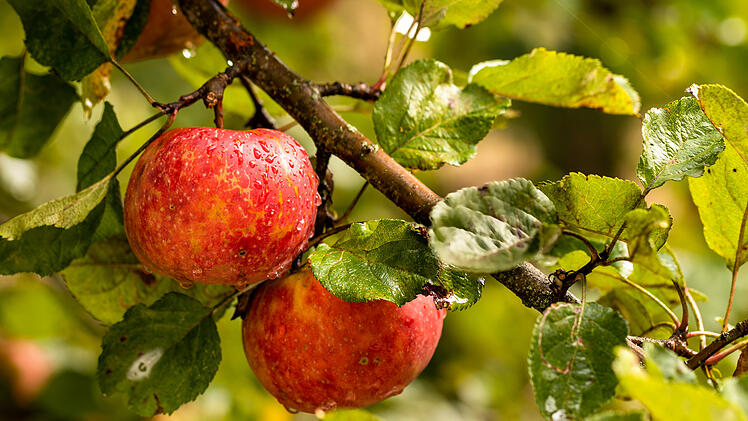 Zwei rote &Auml;pfel am Baum, Roter Boskop
