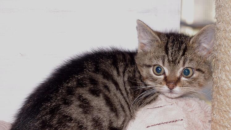 Miro m&ouml;chte auch sein K&ouml;fferchen f&uuml;r ein dauerhaftes Zuhause packen.