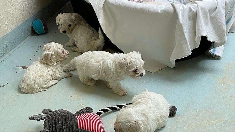 Tierheim Nürnberg: 99 Hunde aus illegalem Transport "endlich freigegeben" - nach fast zwei Jahren