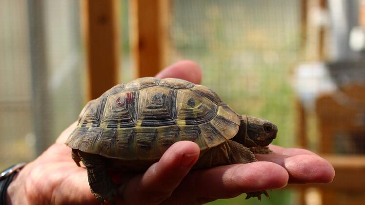 Noch ist die Schildkr&ouml;te klein, aber sie w&auml;chst noch. Foto: Julia Heimberger