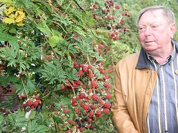 Bei einer solchen Beerenpracht staunt selbst Alfons Kraus, der Verwaltungsrat für die Kleingärten in Kulmbach. Fotos: Sonja Adam