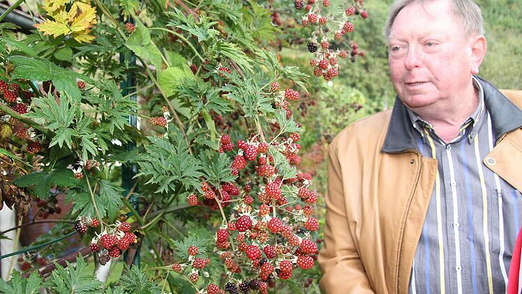 Bei einer solchen Beerenpracht staunt selbst Alfons Kraus, der Verwaltungsrat für die Kleingärten in Kulmbach. Fotos: Sonja Adam
