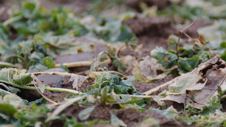 Der Raps hat gelitten. Obwohl diese Pflanze eigentlich relativ robust ist, hat der Wettermix in diesem Winter auch ihr zugesetzt. Foto: Marco Meißner