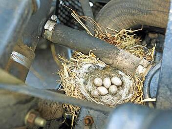 Sechs Eier sind im Bulldog versteckt. Foto: Arkadius Guzy