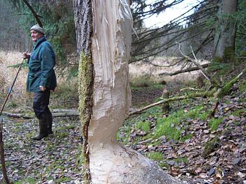 Auf frischer Tat ertappt: Ähnlich wie im Staatsbad sieht die Landschaft auch hier im Schondratal aus, im ehemaligen Revier von Rainer Betz (Hintergrund).  Fotos: Julia Raab