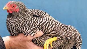 Mit "vorzüglich" bedacht: Eine gestreifte Zwerg-Wyandotte von Klaus Harald. Foto: Peter Rauch