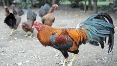 Geflügelbestände in Stadt und Landkreis müssen zum Schutz vor der Geflügelpest in Ställe.