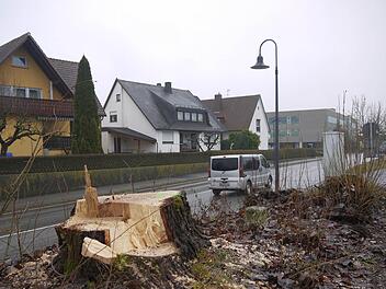 Nur noch die Stümpfe erinnern an die 62 Bäume, die an der Staatsstraße zwischen Weidhausen und Sonnefeld standen. Als die Bäume in der vergangenen Woche gefällt wurden, hat es noch einmal Ärger gegeben: Schaulustige und Fußgänger drängten sich an der Absperrung vorbei und brachten damit sich selbst und andere in Gefahr. Foto: Berthold Köhler