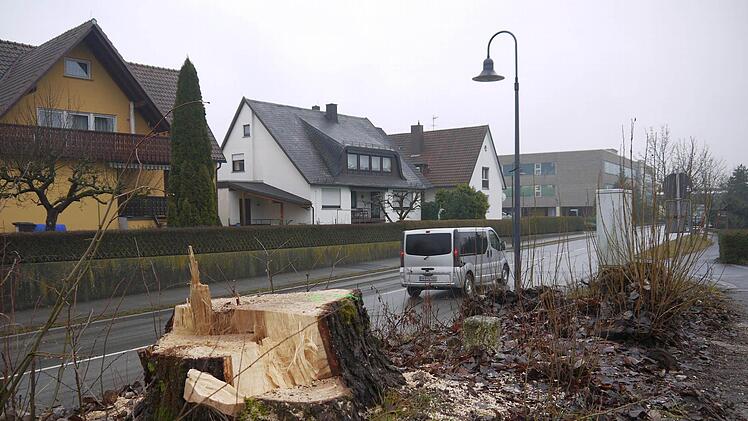 Nur noch die Stümpfe erinnern an die 62 Bäume, die an der Staatsstraße zwischen Weidhausen und Sonnefeld standen. Als die Bäume in der vergangenen Woche gefällt wurden, hat es noch einmal Ärger gegeben: Schaulustige und Fußgänger drängten sich an der Absperrung vorbei und brachten damit sich selbst und andere in Gefahr. Foto: Berthold Köhler