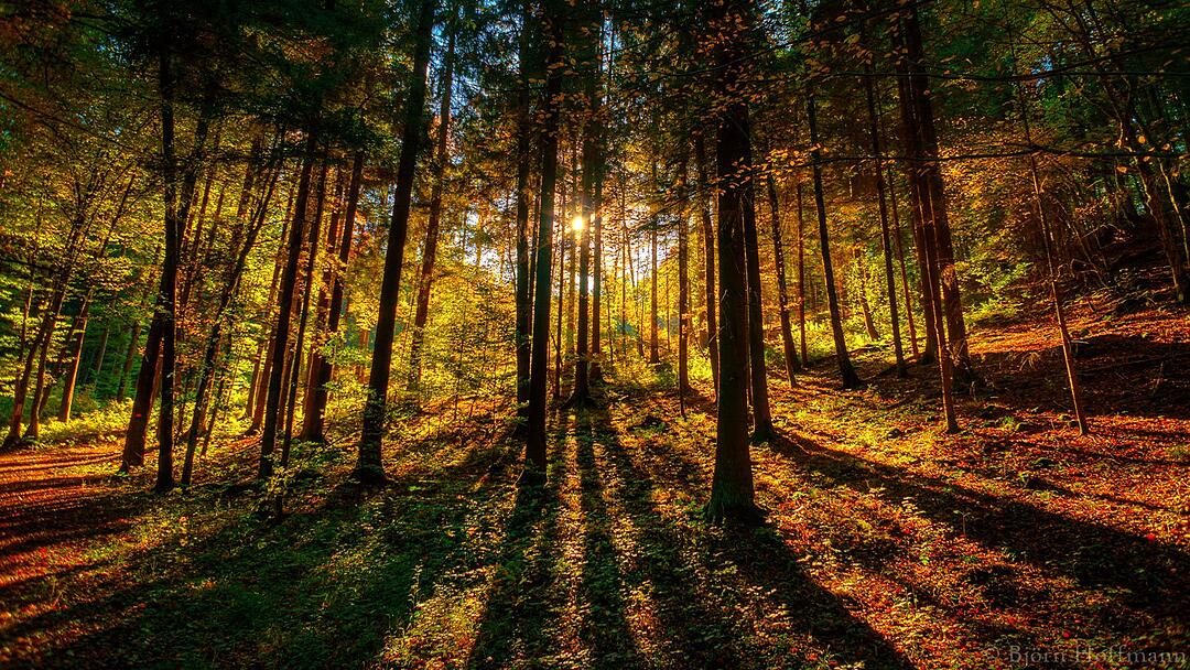 Waldbaden in der Fränkischen Schweiz. Foto: bjoern.hoffmann/infrankenpix