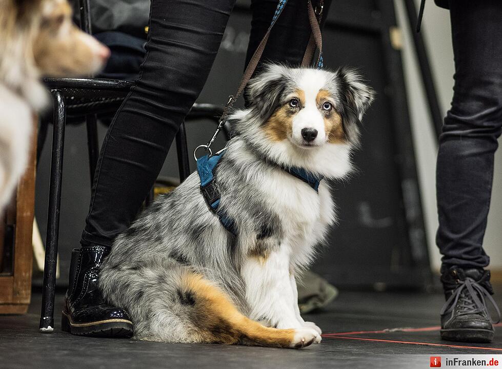 Casting für kleine Hunde am Landestheater Coburg