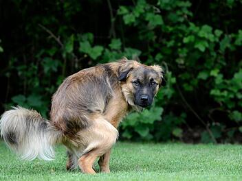 Jeder Hund muss mal. Aber muss es ausgerechnet in einer Grundstückseinfahrt sein?Symbolbild:  Henning Kaiser/dpa