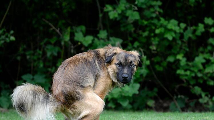 Jeder Hund muss mal. Aber muss es ausgerechnet in einer Grundstückseinfahrt sein?Symbolbild:  Henning Kaiser/dpa