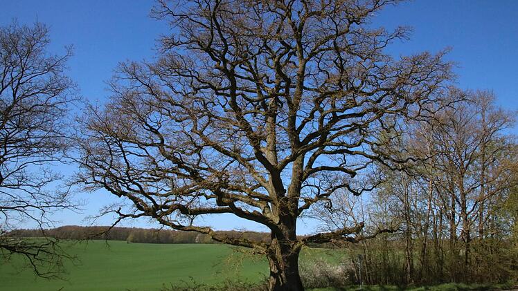 Die geschützte Eiche bei Dittlofsroda. Foto: Ralf Ruppert