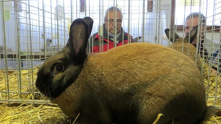 Die Kaninchen wurden interessiert begutachtet. Fotos: Richard Sänger