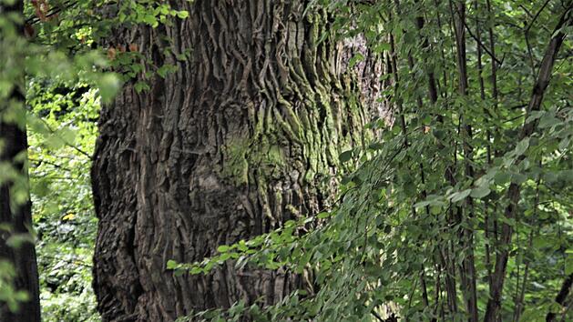 Auf etwa 600 Jahre wird das Alter der "1000-j&auml;hrigen Stiel-Eiche" in K&uuml;ps gesch&auml;tzt.  Foto: Veronika Schadeck