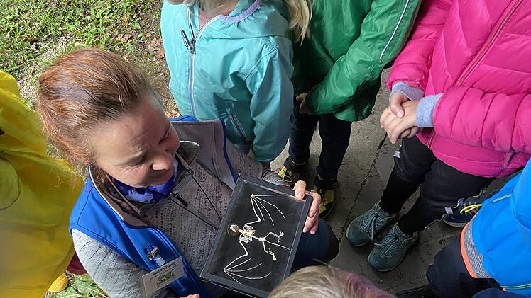 Bamberg: Kostenfreie Fledermaus-F&uuml;hrung f&uuml;r Familien findet bald - Infos zur Anmeldung