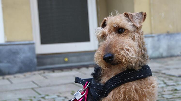 Jährlich am 3. Oktober laufen in Bad Brückenau Frauen zugunsten der Brustkrebsvorsorge. Foto: Ulrike Müller