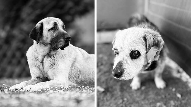 Tierheim Nürnberg mit "schrecklicher Nachricht" - zwei Hunde tot