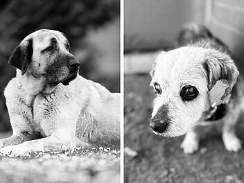Tierheim Nürnberg mit "schrecklicher Nachricht" - zwei Hunde tot