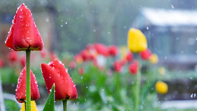 Symbolbild: Schnee im Fr&uuml;hling, Schnee, Fr&uuml;hling, Wetter