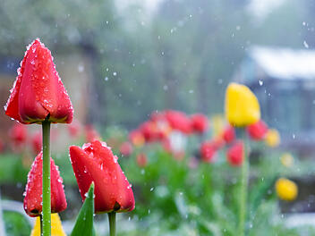 Symbolbild: Schnee im Frühling, Schnee, Frühling, Wetter